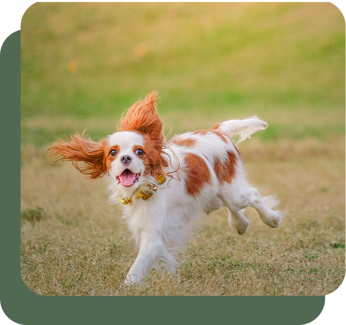 temperamento e comportamento